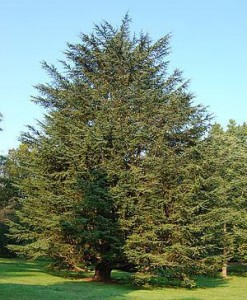 300px-Atlas_Cedar_Cedrus_atl.jpg